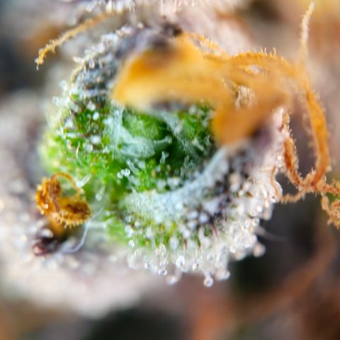 Northern Lights #1  growlog timeline photo