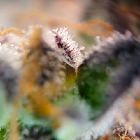 Northern Lights #1  growlog timeline photo