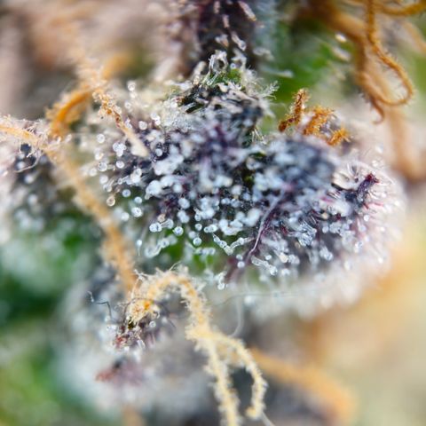 Northern Lights #1  growlog timeline photo