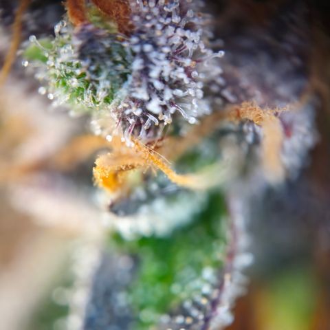 Northern Lights #1  growlog timeline photo