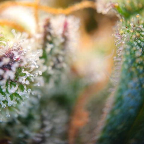 Northern Lights #2 growlog timeline photo