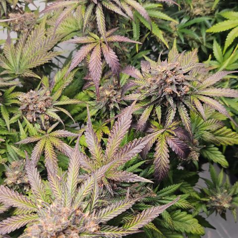 Northern Lights #1  growlog timeline photo