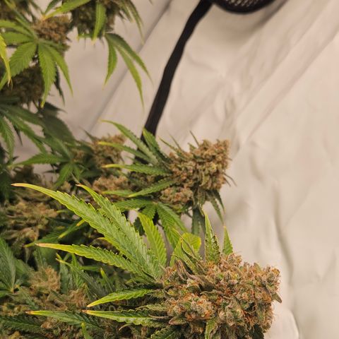 Northern Lights #2 growlog timeline photo