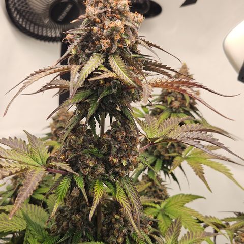 Northern Lights #1  growlog timeline photo