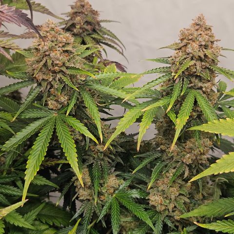 Northern Lights #2 growlog timeline photo