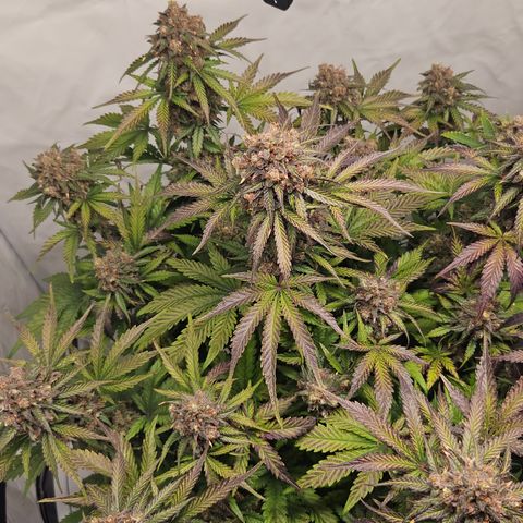Northern Lights #1  growlog timeline photo
