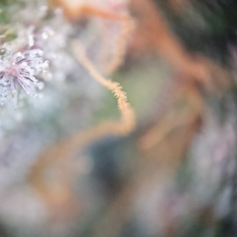 Northern Lights #2 growlog timeline photo