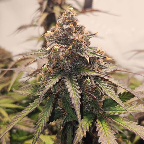 Northern Lights #1  growlog timeline photo