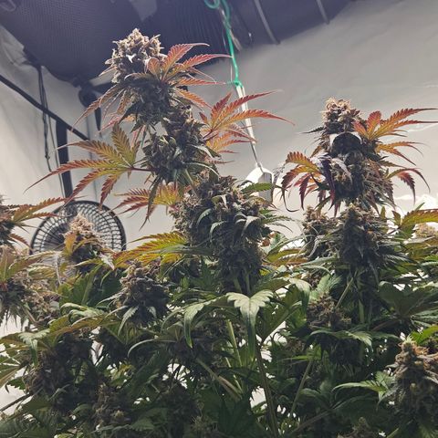 Northern Lights #1  growlog timeline photo