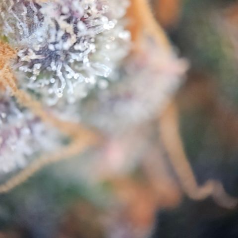 Northern Lights #2 growlog timeline photo