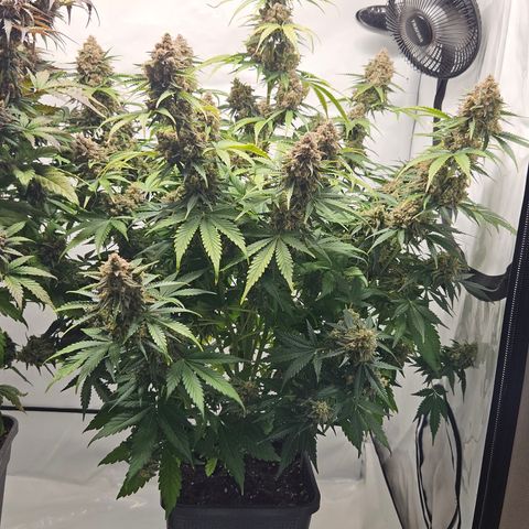 Northern Lights #2 growlog timeline photo