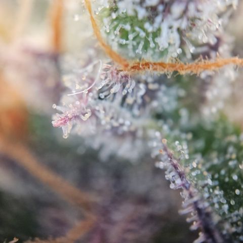 Northern Lights #2 growlog timeline photo