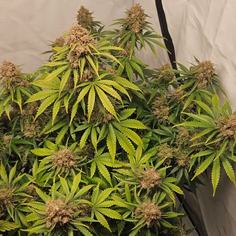Northern Lights #2 growlog timeline photo