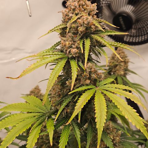 Northern Lights #2 growlog timeline photo