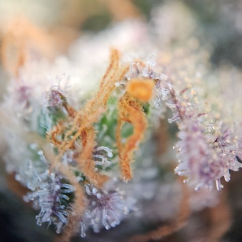 Northern Lights #2 growlog timeline photo