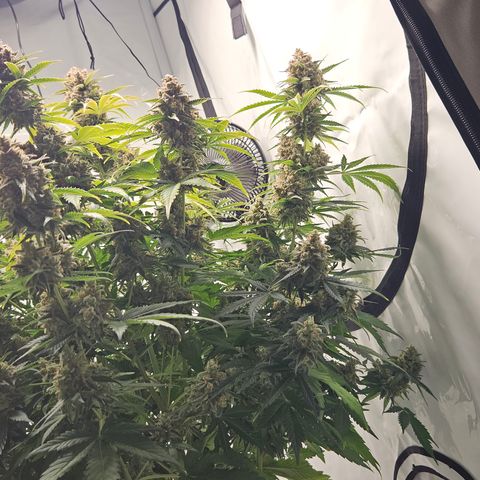 Northern Lights #2 growlog timeline photo