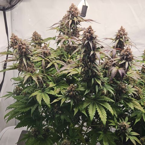 Northern Lights #1  growlog timeline photo