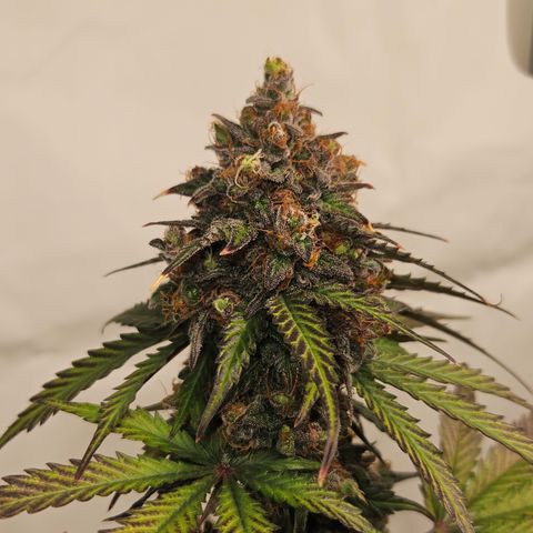 Northern Lights #1  growlog timeline photo