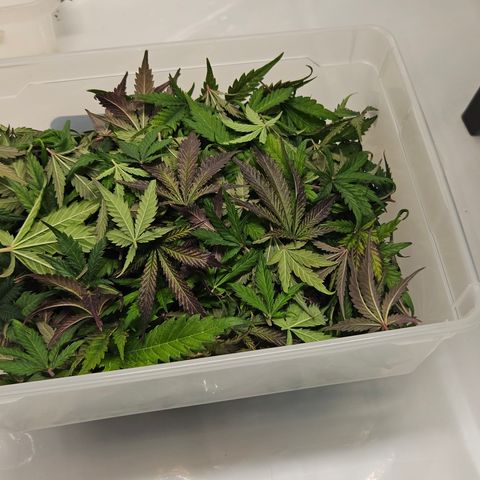 Northern Lights #1  growlog timeline photo