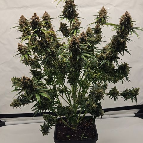 Northern Lights #2 growlog timeline photo