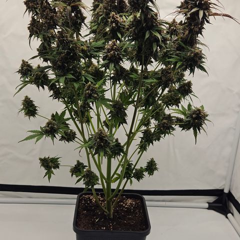 Northern Lights #1  growlog timeline photo