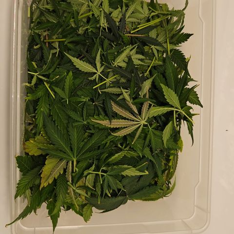 Northern Lights #2 growlog timeline photo