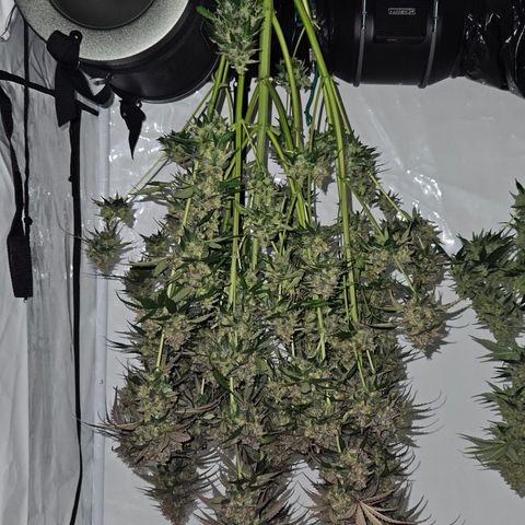 Northern Lights #1  growlog timeline photo