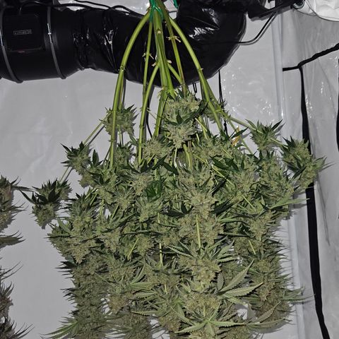 Northern Lights #2 growlog timeline photo