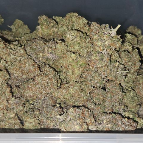 Northern Lights #2 growlog timeline photo