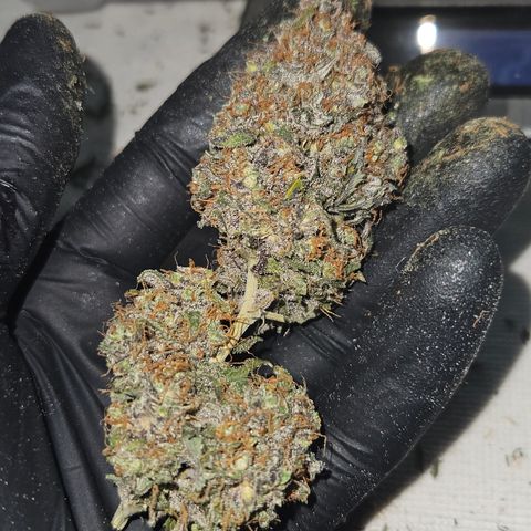 Northern Lights #2 growlog timeline photo