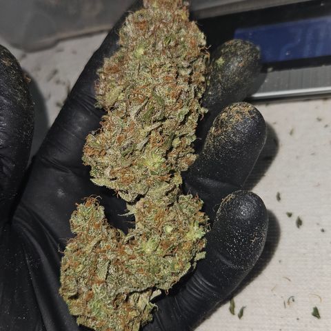 Northern Lights #2 growlog timeline photo