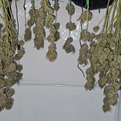 Northern Lights #2 growlog timeline photo