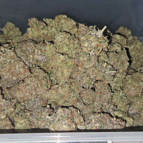 Northern Lights #2 growlog timeline photo