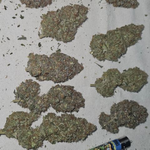 Northern Lights #2 growlog timeline photo