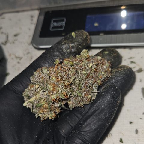 Northern Lights #2 growlog timeline photo
