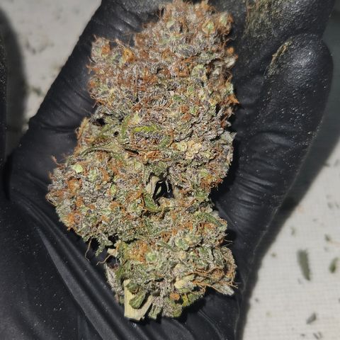Northern Lights #2 growlog timeline photo
