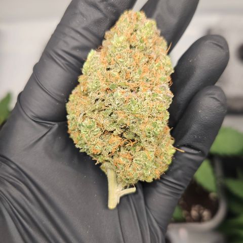 Northern Lights #1  growlog photo: Pictures of some Bud after curing for one month 🏆
