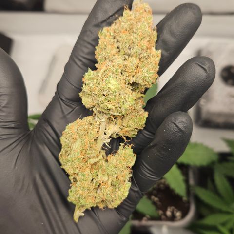Northern Lights #1  growlog photo: Pictures of some Bud after curing for one month 🏆