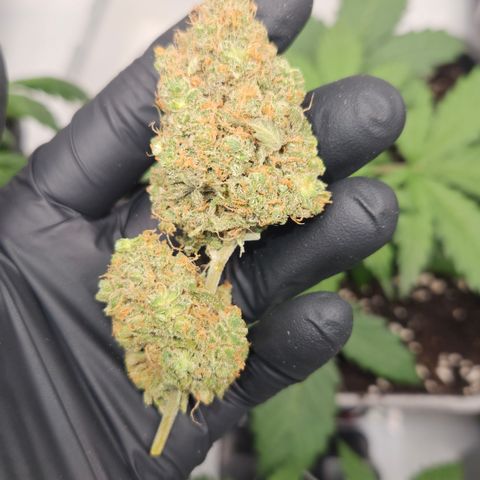 Northern Lights #1  growlog photo: Pictures of some Bud after curing for one month 🏆