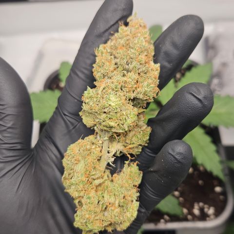 Northern Lights #1  growlog photo: Pictures of some Bud after curing for one month 🏆