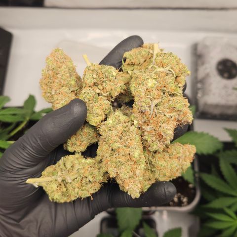 Northern Lights #1  growlog photo: Pictures of some Bud after curing for one month 🏆