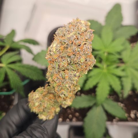 Northern Lights #1  growlog photo: Pictures of some Bud after curing for one month 🏆