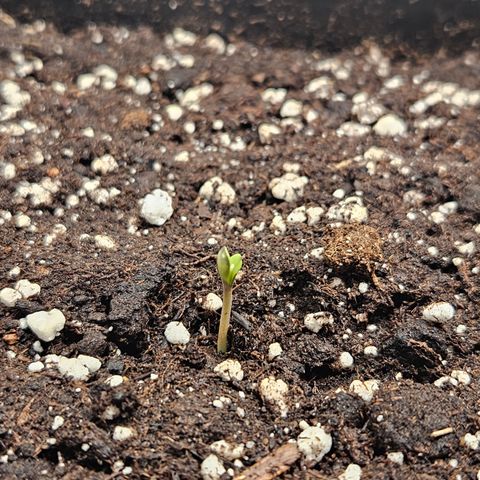 Orange Diesel 1 growlog timeline photo