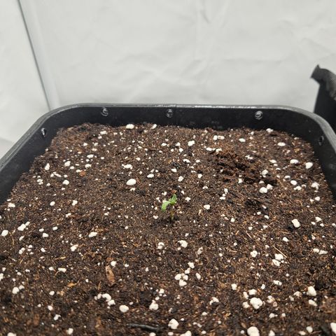 Orange Diesel 1 growlog photo: Added soil+   6000g pot weight 