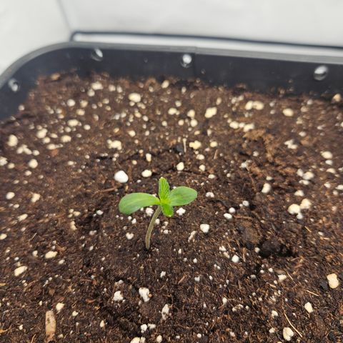 Orange Diesel 1 growlog timeline photo