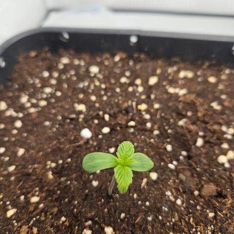Orange Diesel 1 growlog timeline photo