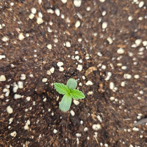 Orange diesel 2  growlog timeline photo