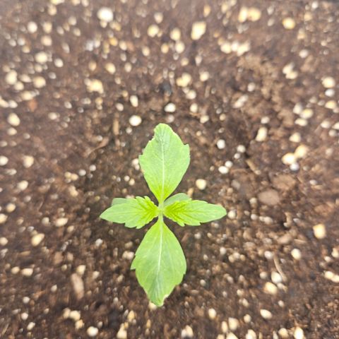 Orange Diesel 1 growlog timeline photo