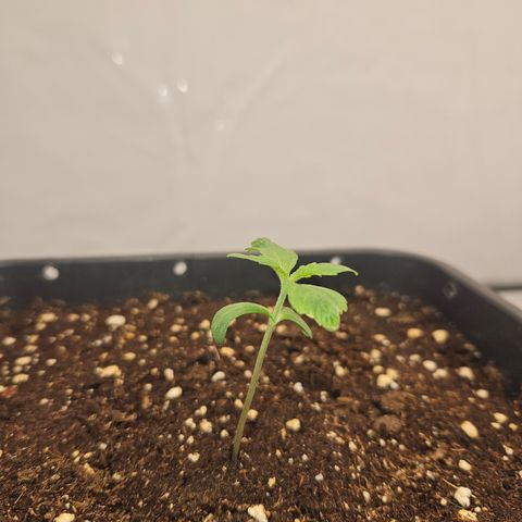 Orange Diesel 1 growlog timeline photo