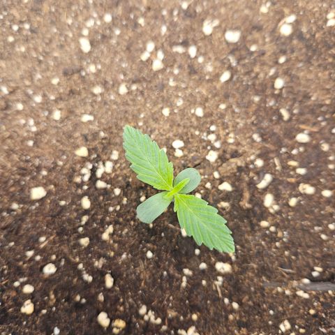 Orange diesel 2  growlog timeline photo